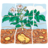 Slojevita slagalica Krumpir - Thumbnail Image 3